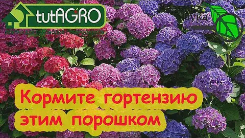 ГОРТЕНЗИЯ ЗАЦВЕТЕТ ОГРОМНЫМИ ШАПКАМИ! Секретки посадки и подкормки.