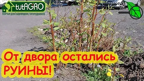 ЗАПОМНИТЕ, ЭТИ РАСТЕНИЯ ОСТАВЯТ РУИНЫ ОТ ВАШЕГО УЧАСТКА! 100 раз подумайте, прежде чем их сажать.
