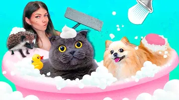 КУПАЮ В ВАННОЙ КОШКУ И СОБАКУ С ЁЖИКОМ | ГЕНЕРАЛЬНАЯ УБОРКА ДОМА С ПИТОМЦАМИ - ZETTER
